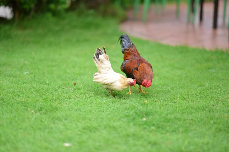 Beginner Tips for Backyard Birdwatching: Enjoy Nature at Home
