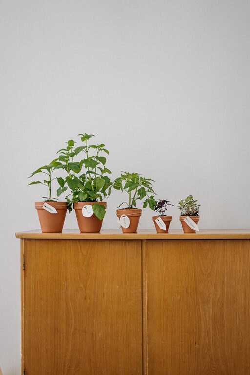 How to Refresh Your Home with Plants: Easy Tips for a Greener Space